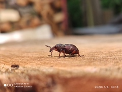 Hylobius transversovittatus