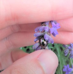 Chrysolina americana