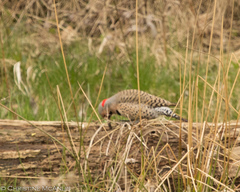 Colaptes auratus auratus