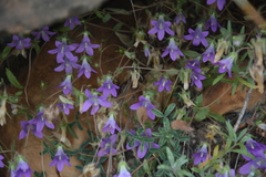 Campanula semisecta