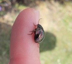 Chrysolina americana