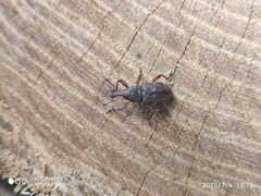 Hylobius transversovittatus