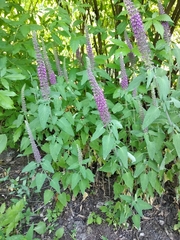 Teucrium hircanicum