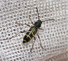 Xylotrechus nitidus
