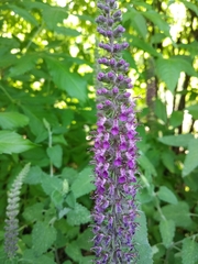 Teucrium hircanicum