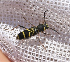Xylotrechus nitidus