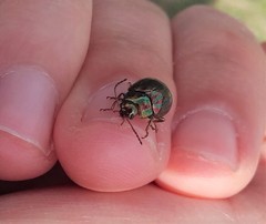 Chrysolina americana