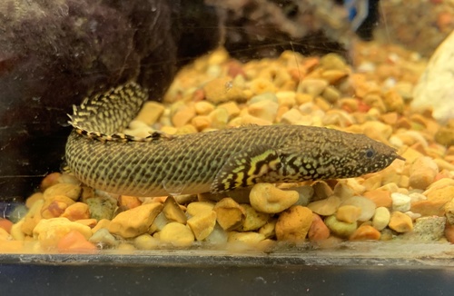 Ornate Bichir