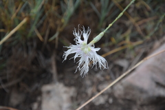 Dianthus broteri