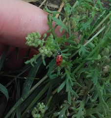 Hippodamia variegata