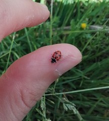 Hippodamia variegata