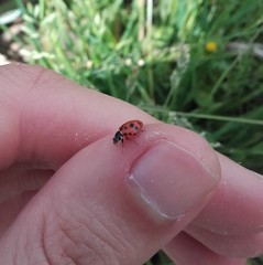 Hippodamia variegata