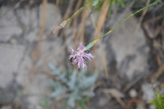 Dianthus broteri