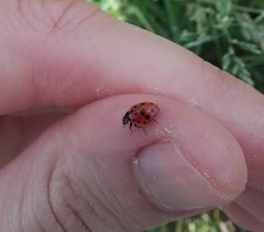 Hippodamia variegata