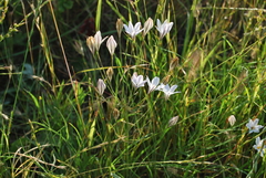 Triteleia peduncularis