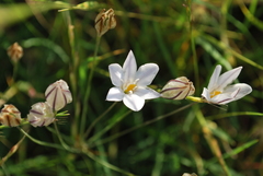 Triteleia peduncularis