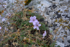 Erodium saxatile