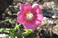 Anisodontea scabrosa