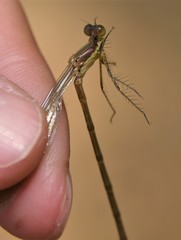 Lestes rectangularis