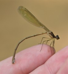 Lestes rectangularis