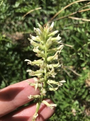 Glycyrrhiza lepidota