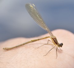 Lestes rectangularis