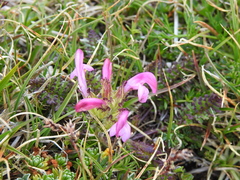 Pedicularis elegans
