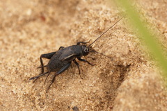 Modicogryllus frontalis