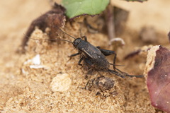 Modicogryllus frontalis