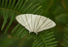 Urapteroides astheniata