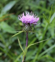 Cirsium nipponicum incomptum