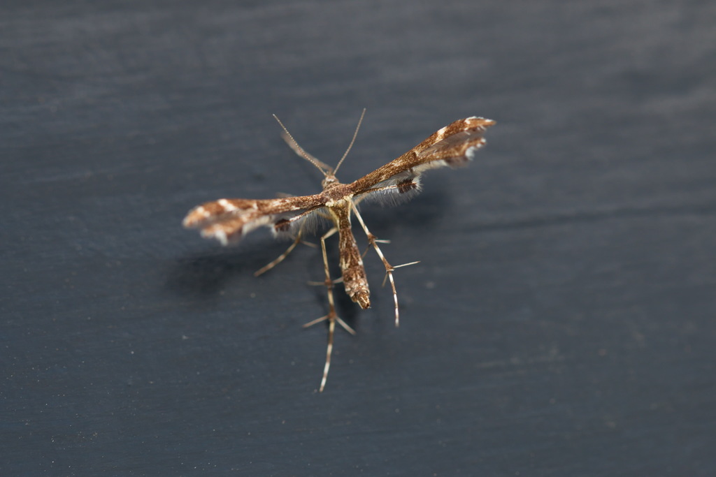 Geina didactyla