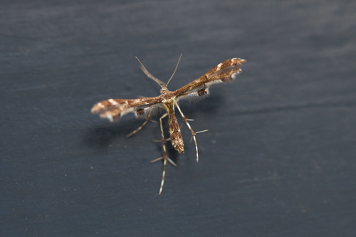 Geina didactyla