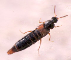 Aleochara