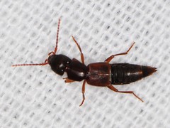 Achenomorphus corticinus