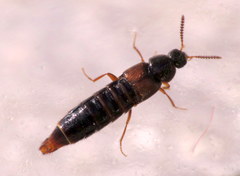 Aleochara