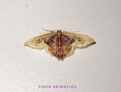 Idaea flavicosta