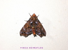 Cecharismena melicerta