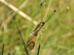 Libelloides longicornis
