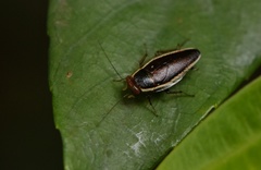 Pseudophyllodromia laticeps