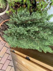 Juniperus procumbens