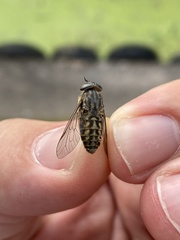 Hybomitra bimaculata