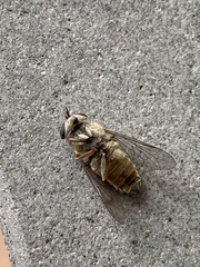 Hybomitra bimaculata