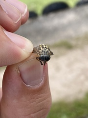 Hybomitra bimaculata