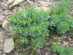 Hylotelephium maximum