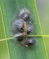 Tetragnatha striata