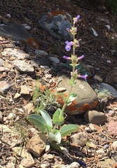 Penstemon mucronatus