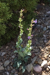 Penstemon mucronatus