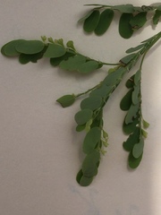 Phyllanthus abnormis