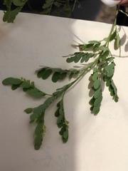 Phyllanthus abnormis